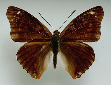 Apatura ilia male (lesser purple emperor aberration3) Internet Image property of respective owner, non-commercial use only